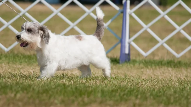 Petit Basset Griffon Vendeen Dog photo