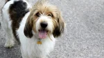 Petit Basset Griffon Vendeen Dog photo