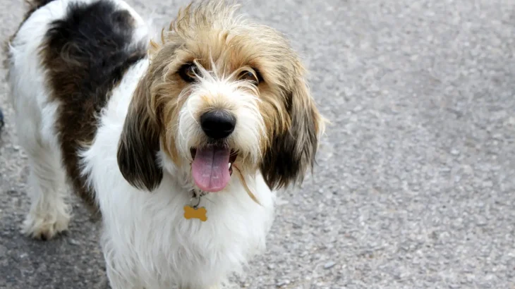 Petit Basset Griffon Vendeen Dog photo