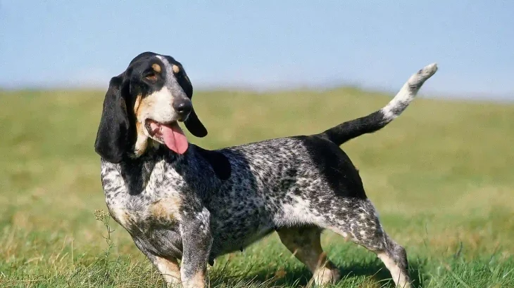 Petit Bleu de Gascogne Dog photo