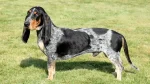 Petit Bleu de Gascogne Dog photo