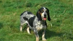 Petit Bleu de Gascogne Dog photo
