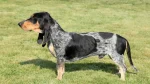 Petit Bleu de Gascogne Dog photo