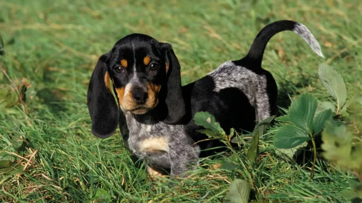 Petit Bleu de Gascogne Dog photo