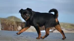 Petit Brabancon Dog photo