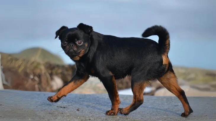 Petit Brabancon Dog photo