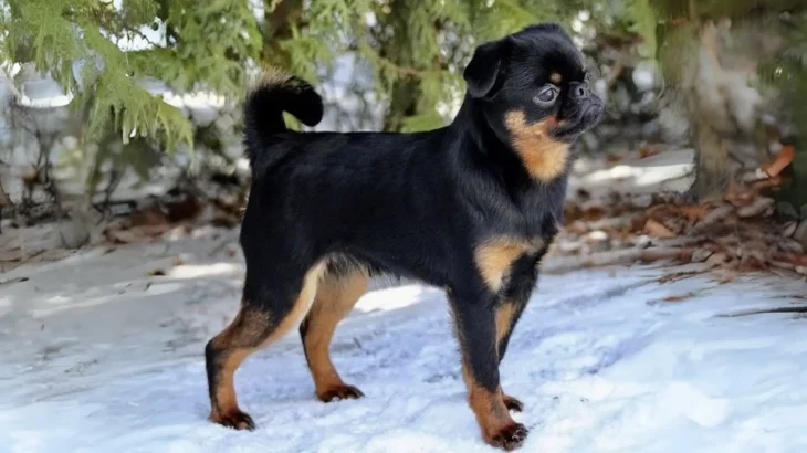 Petit Brabancon Dog photo