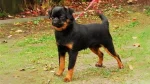 Petit Brabancon Dog photo