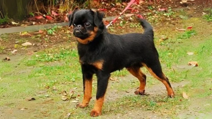 Petit Brabancon Dog photo