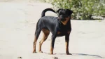 Petit Brabancon Dog photo