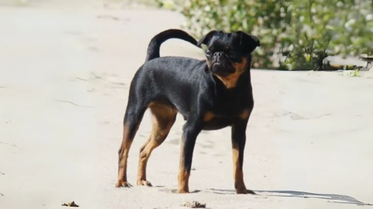 Petit Brabancon Dog photo