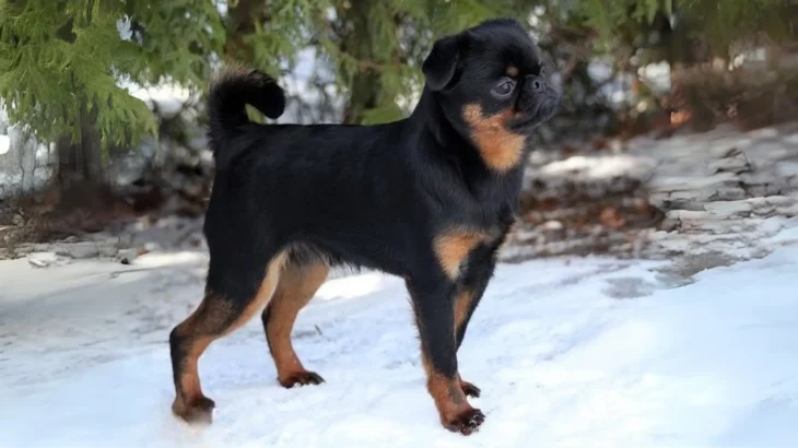 Petit Brabancon Dog photo