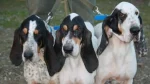 Petit Gascon Saintongeois Dog photo