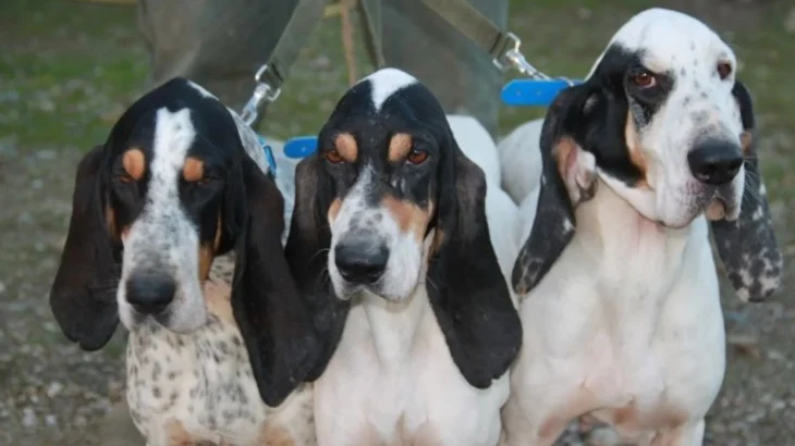 Petit Gascon Saintongeois Dog photo