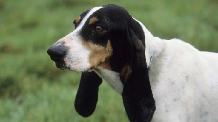 Petit Gascon Saintongeois Dog photo