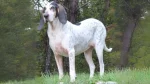 Petit Gascon Saintongeois Dog photo