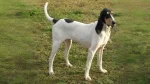 Petit Gascon Saintongeois Dog photo