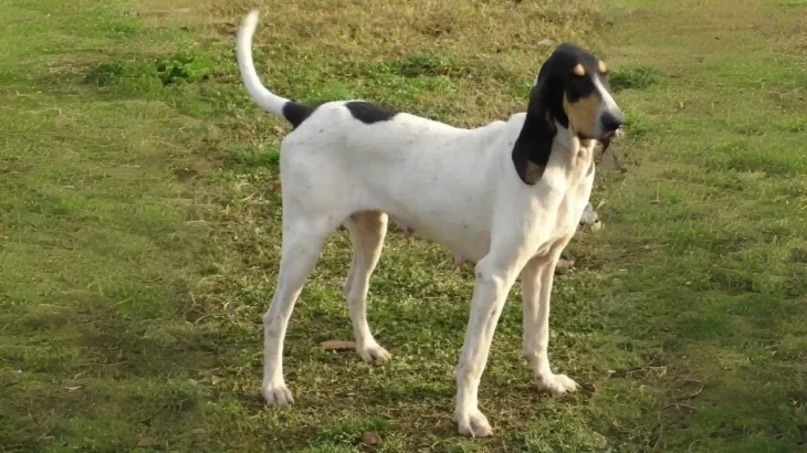 Petit Gascon Saintongeois Dog photo