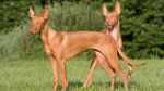 Pharaoh Hound Dog photo