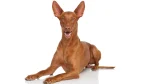 Pharaoh Hound Dog photo