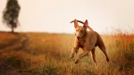 Pharaoh Hound Dog photo
