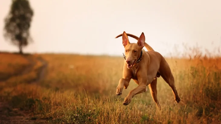 Pharaoh Hound Dog photo