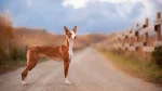 Pharaoh Hound Dog photo