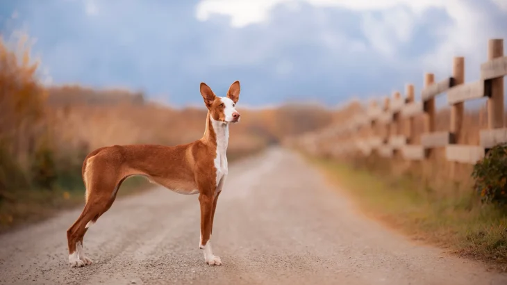 Pharaoh Hound Dog photo