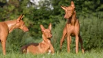Pharaoh Hound Dog photo