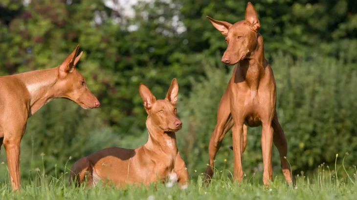 Pharaoh Hound Dog photo
