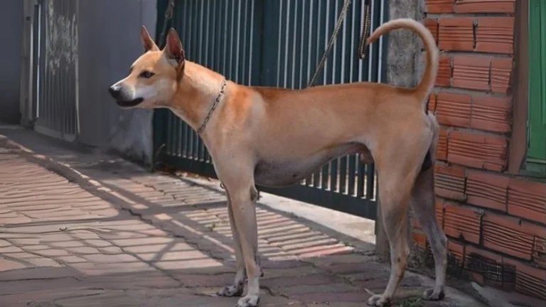 Phu Quoc Ridgeback Dog photo