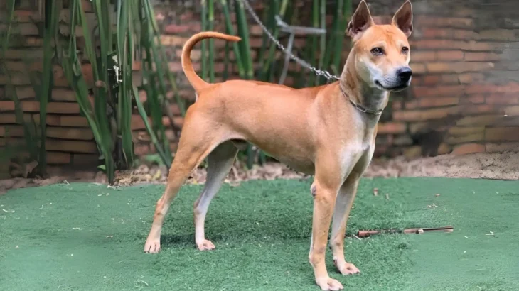 Phu Quoc Ridgeback Dog photo