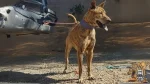 Phu Quoc Ridgeback Dog photo