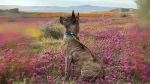 Phu Quoc Ridgeback Dog photo