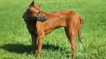 Phu Quoc Ridgeback Dog photo