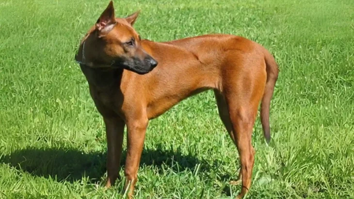 Phu Quoc Ridgeback Dog photo