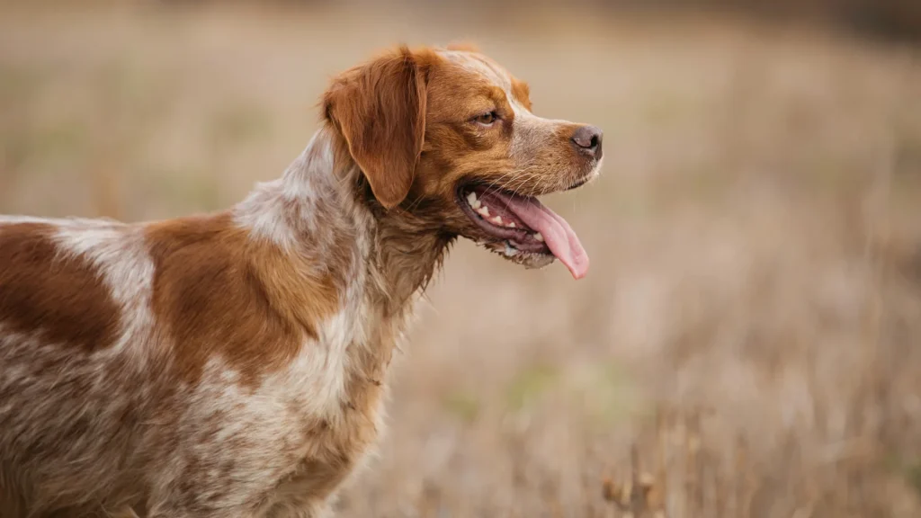 Picardy Spaniel Dog photo