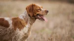 Picardy Spaniel Dog photo