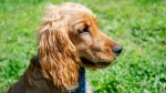 Picardy Spaniel Dog photo