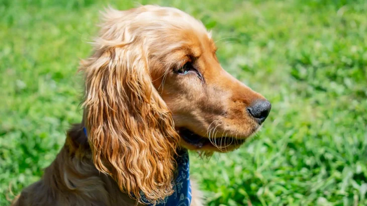 Picardy Spaniel Dog photo