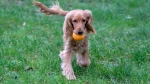 Picardy Spaniel Dog photo