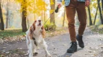 Picardy Spaniel Dog photo