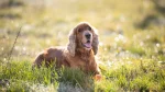 Picardy Spaniel Dog photo