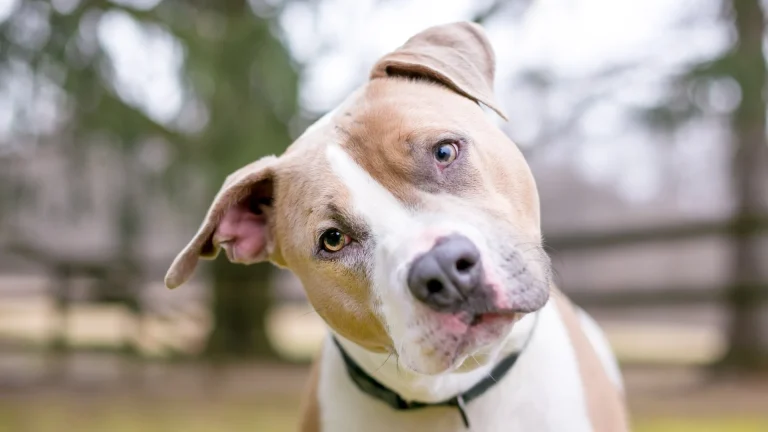Pit Bull Terrier Dog photo