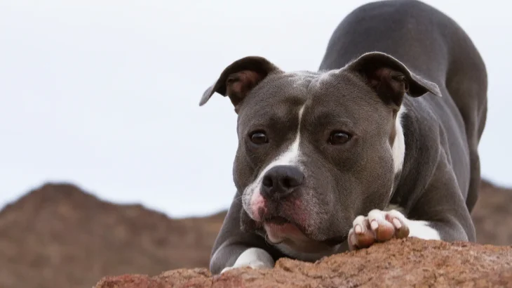 Pit Bull Terrier Dog photo