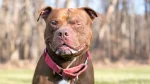Pit Bull Terrier Dog photo