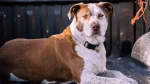 Pit Bull Terrier Dog photo