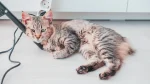 Pixie-Bob Cat photo