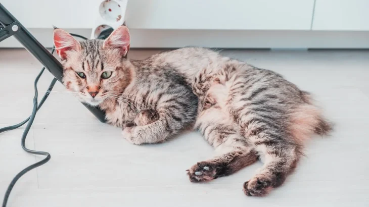 Pixie-Bob Cat photo
