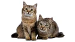Pixie-Bob Cat photo